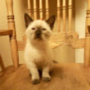 Meet your Posher, William